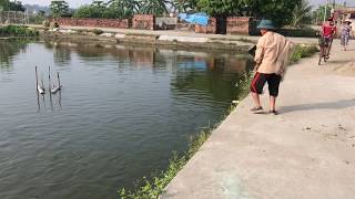 Quăng chài bắt cá khủng