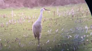 Sandhill Crane