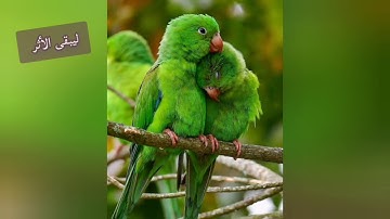 الصفحة 124 من سورة المائدة مكررة بصوت الشيخ أيمن سويد