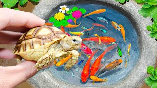 Catch The Cutest Baby Turtles, Zebrafish, Ornamental Fish, Catfish, Goldfish, Koi Fish, Guppies