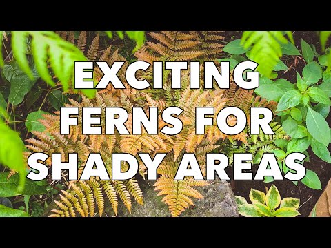3 Easy and Beautiful Ferns for Shady Garden Borders