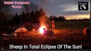 Illumination and Darkness: Total Eclipse Sheep Farming Vlog at Ewetopia Farms by Ewetopia Farms 1,753 views 1 month ago 31 minutes