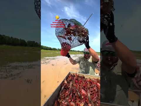SLOW MOTION CRAWFISH