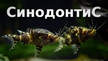 Сом Cинодонтис, почему ты перевертыш?