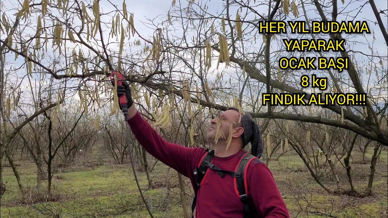 HER YIL BUDAMA YAPARAK OCAK BAŞI 8 kg FINDIK ALIYOR!!!