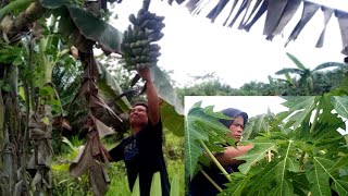 menu makan siang hari ini urap daun pepaya