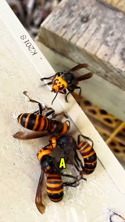 One Wasp Outsmarted Them All#Wasp #Honeybee #InsectBattle