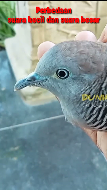 Beda Perkutut Suara Kecil dan Suara Besar  #burung #perkutut #perkututlokalalam