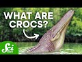 5 of the Strangest Prehistoric Crocs