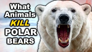 6 Animals That Can DEFEAT a POLAR BEAR In a Fight