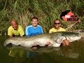 Raubfischangeln - Auf der Jagd nach dem Wels-Giganten - Waller über 2,40 Meter