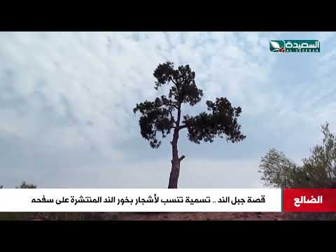 جبل الند... قصة جبل في الضالع تنسب تسميته لأشجار بخور الند المنتشرة على سفحه