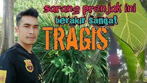 Sarang burung prenjak ini berakir sangat tragis ~Branjangantv