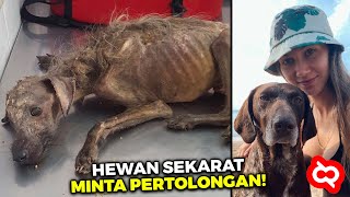 Ditemukan dengan Kondisi Tak Berdaya! Transformasi Hewan Terlantar Sebelum dan Sesudah Diselamatkan