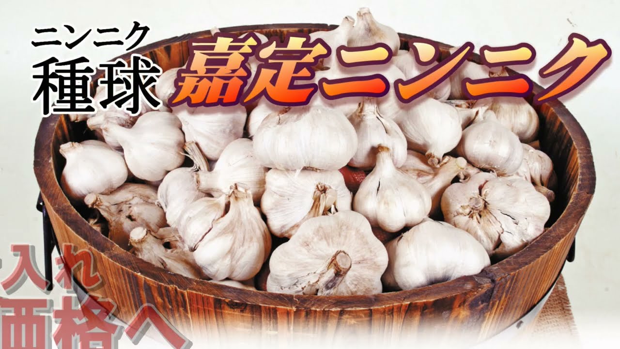 国華園オンラインショップ / ニンニク種球