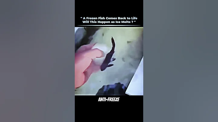 A Frozen Fish Comes Back to Life Will This Happen as Ice Melts #shorts