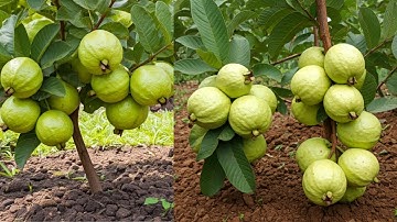 LIVE🔴🌿How to Grow a Guava Tree from Cuttings: Step-by-Step Guide for Beginners #live #garden