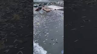 Adult Male Capelin Spawning Then Dying On The Beach