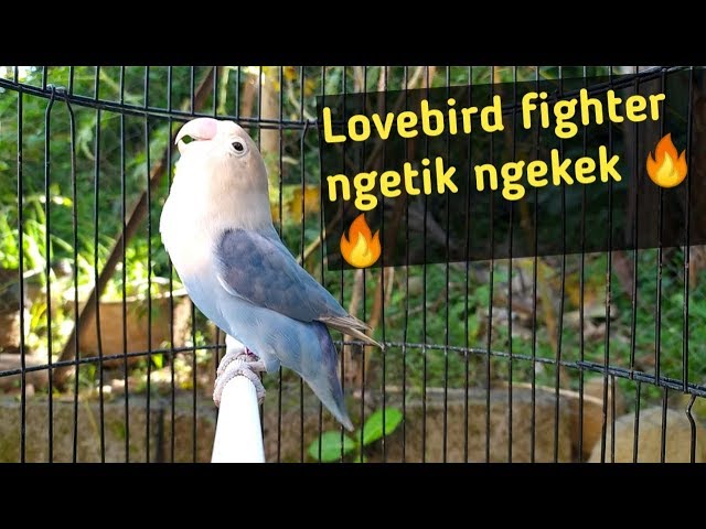 pancingan lovebird fighter ngetik ngekek class=