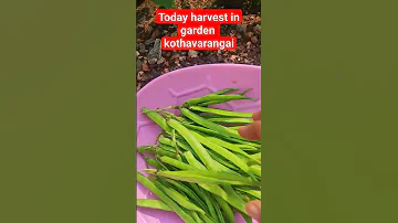 today harvest in garden kothavarangai cluster beans gardening #devkuttyamma #gardening#minivlog #yt