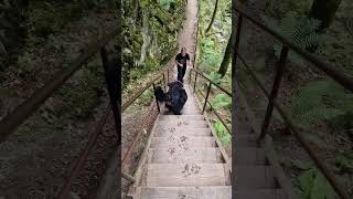 Visiting Ravenna Gorge with Bernese Mountain Dog | Black Forest. Germany #shorts