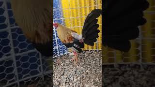 Este fue buscado donde Juan Fernández