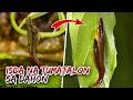 ANG GALING!!! MAY GANITO PA LANG HAYOP AT INSEKTO | iJUANTV