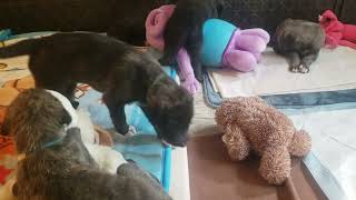 Irish Wolfhound puppies 1 month old July 16/2023