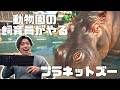 レッサーパンダ舎つくってもらったよ編！　Part9