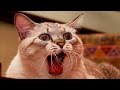 Funny Scared Cats and Dogs Compilation 2017