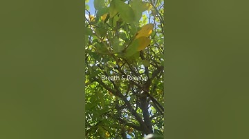 Light Language ACTIVATION & NEW EARTH CODES ✨ #lightlanguage #activation #solarflares