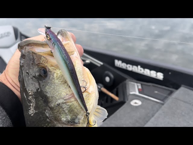 Bank Bass Fishing with Jerkbaits from Mike McClelland