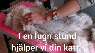 Klippa katt, Fru Hast&#39;s katt trim