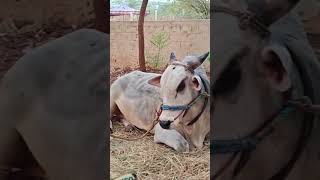 psky black tiger's & Jr Rana ₹ kotha githa