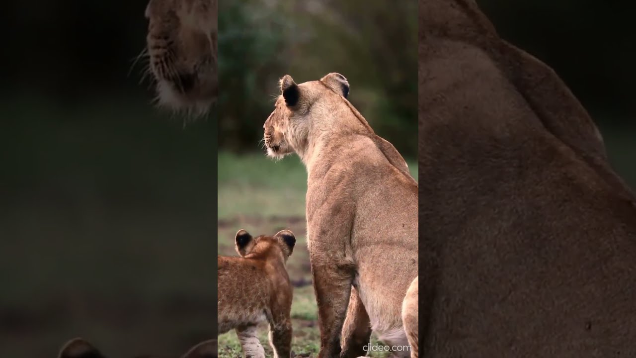 Я счастлива абсолютно, меняя судьбы маршруты. | I am absolutely happy, changing the routes of fate.