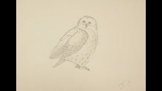 Как нарисовать сову поэтапно простым карандашом начинающие Как нарисовать сову поэтапно простым карандашом начинающие