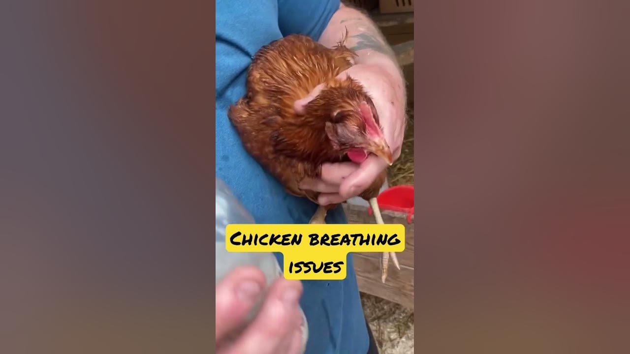 Chicken breathing problems youtube