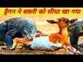 यह है दुनिया की सबसे खतरनाक छिपकली। Duniya Ki Sabse Khatarnak chhipkali, Komodo dragon, Fact 4k,