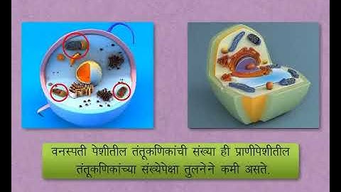 Science Concept  पेशी अंगके - Cell organelles  (9-10 grade) Marathi med