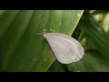 Leptosia nina ii the psyche butterfly  nelindah