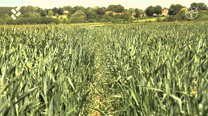 BGTF Q&A:  Why should I delay drilling, and how la...