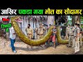 पकड़ा गया मौत का सौदागर वरना कौन बचाता हमें Biggest Snake in The World Discovered