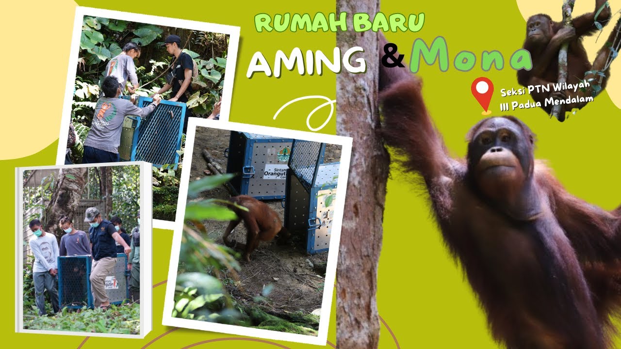 RUmah Baru Aming & Mona