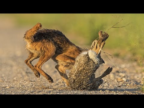 Видео: ЗАЯЦ В ДЕЛЕ - Ловкий и бесстрашный лесной боксер, нападающий даже на лис!