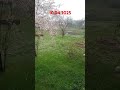 "Білі мухи" М.Рильський #весна #сад #garden #nature #мороз #plants #shorts