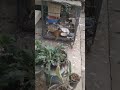 شاهد النمس كيف اصطاد طائر الحمام