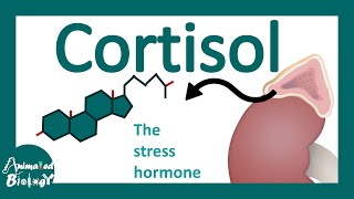 Cortisol | cortisol