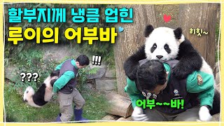 [ep.247] 모두가 놀란! 할부지께 알아서 냉큼 업힌 루이의 어부바!!강할부지의 루이후이가 있어서 천만다행이란 말의 진짜 의미,‍♂ㅣ에버랜드 판다월드