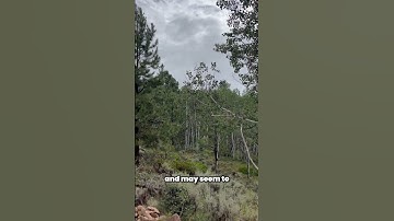 The Interconnectedness of Aspen Trees: Unlocking the Hidden Unity of Nature