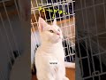 ノラ猫ねぇね TikTok200万再生‼︎ありがとう(茶トラメス2万分の1)(short)